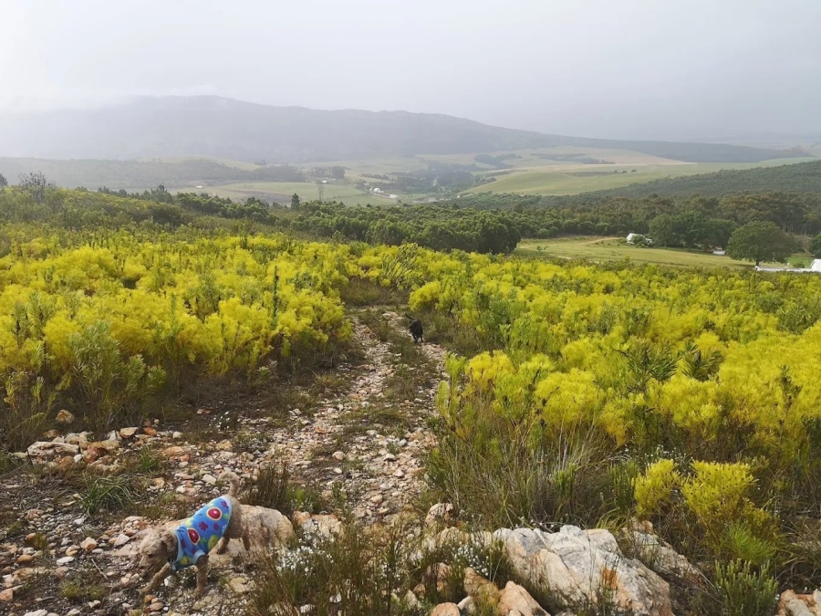 Commercial Property for Sale in Tesselaarsdal Western Cape